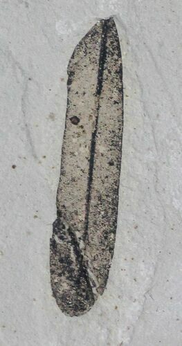 Fossil Leaf (Mimosites) - Green River Formation #2120